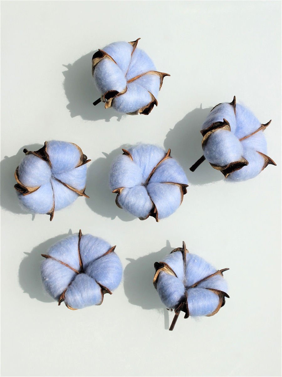 Коробочка хлопка