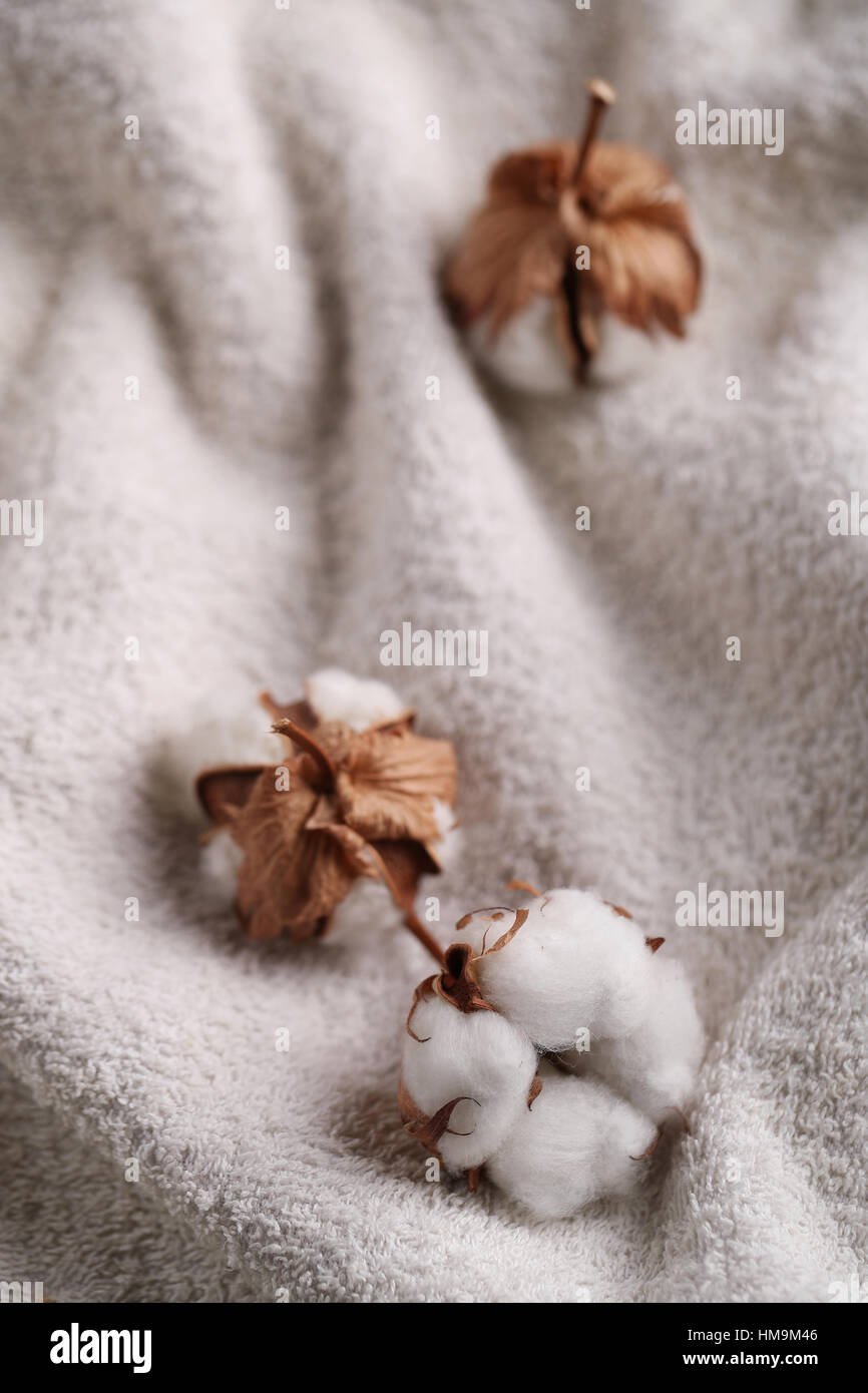 Хлопок Макросъемка