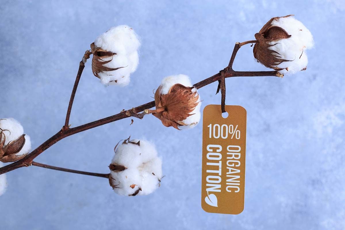 Хлопок цветок высказывание