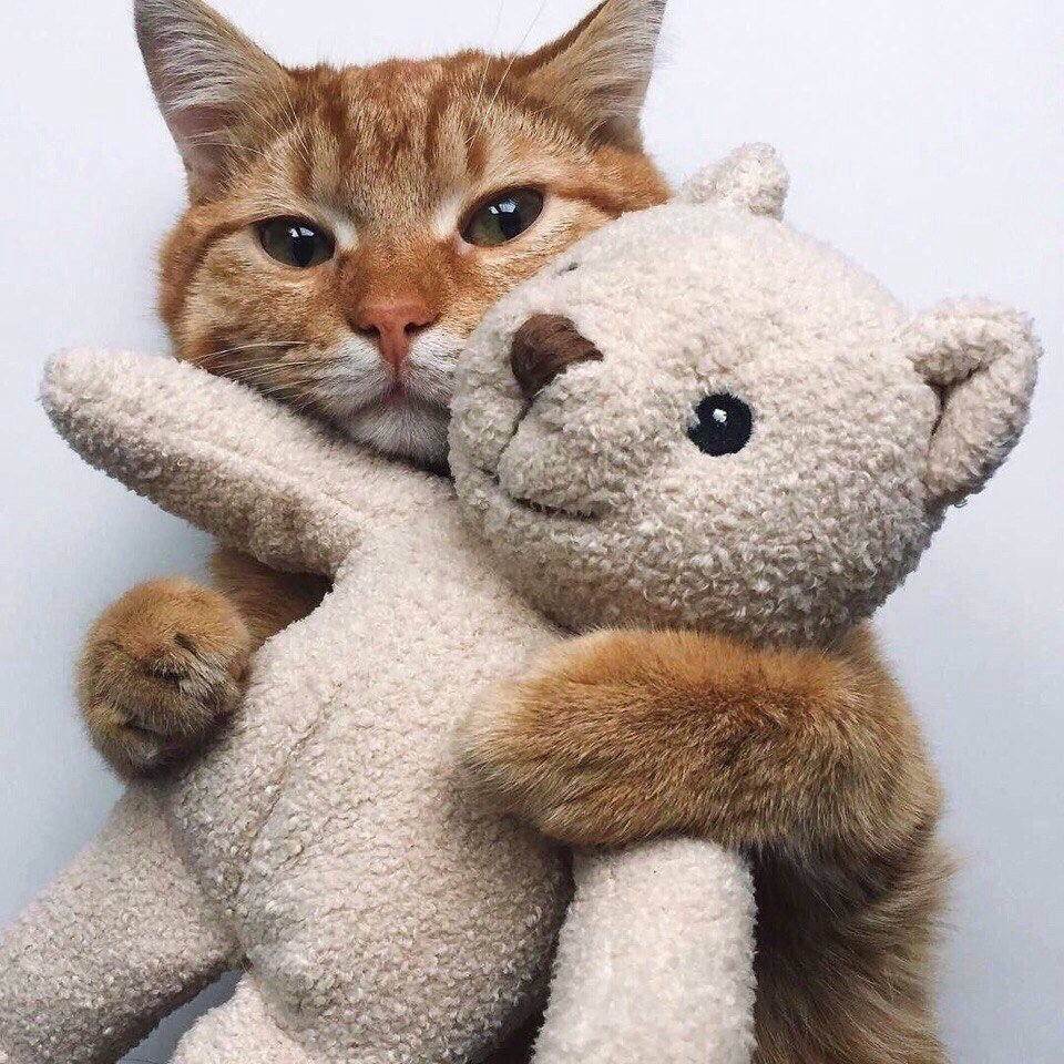 Коты обнимаются