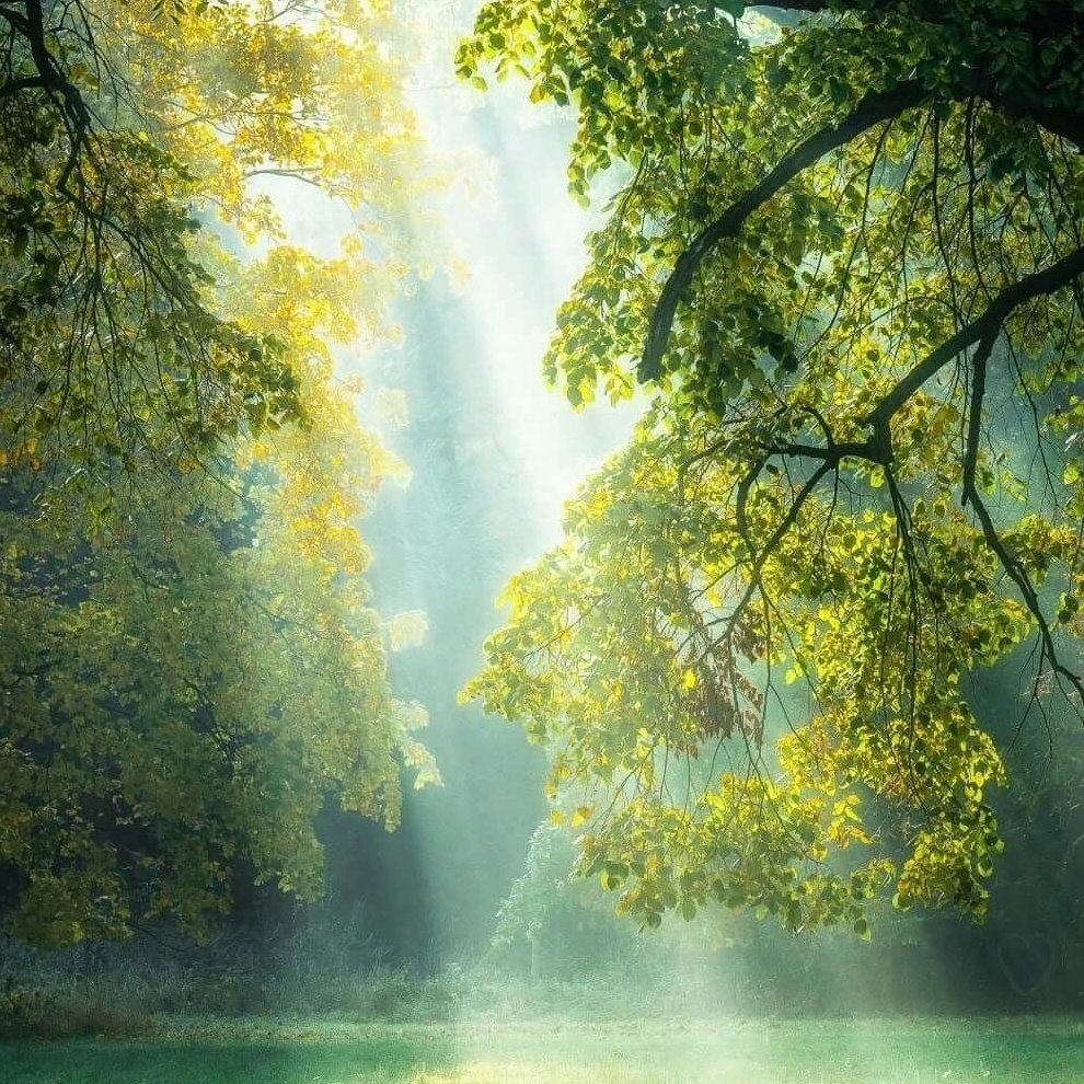 Утренняя природа