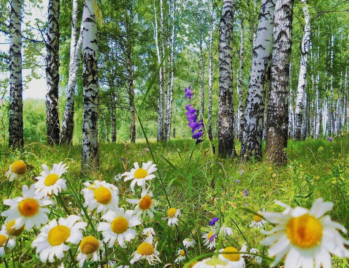 Березы и ромашки