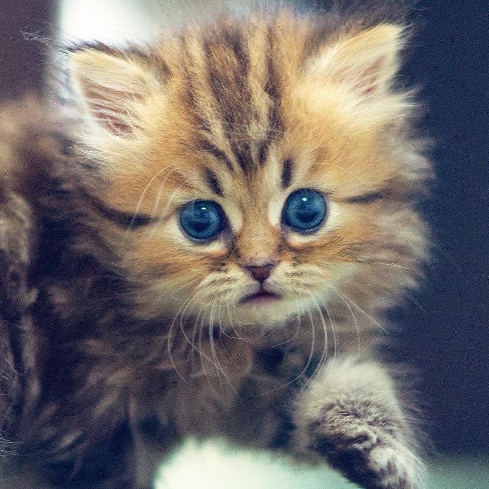 Кошки маленькие