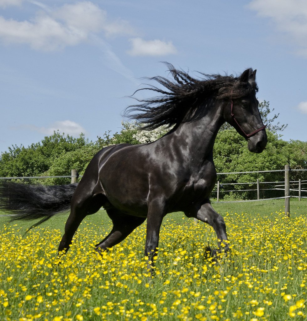 Красивые лошади