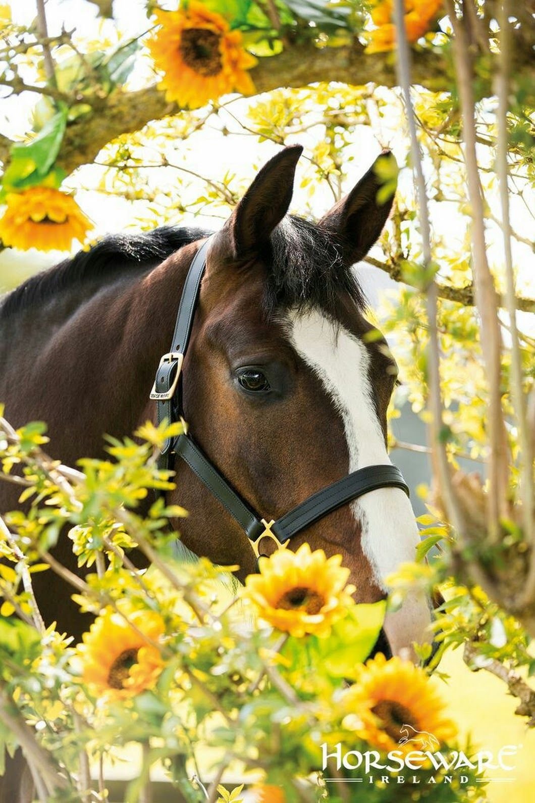 Кони весной