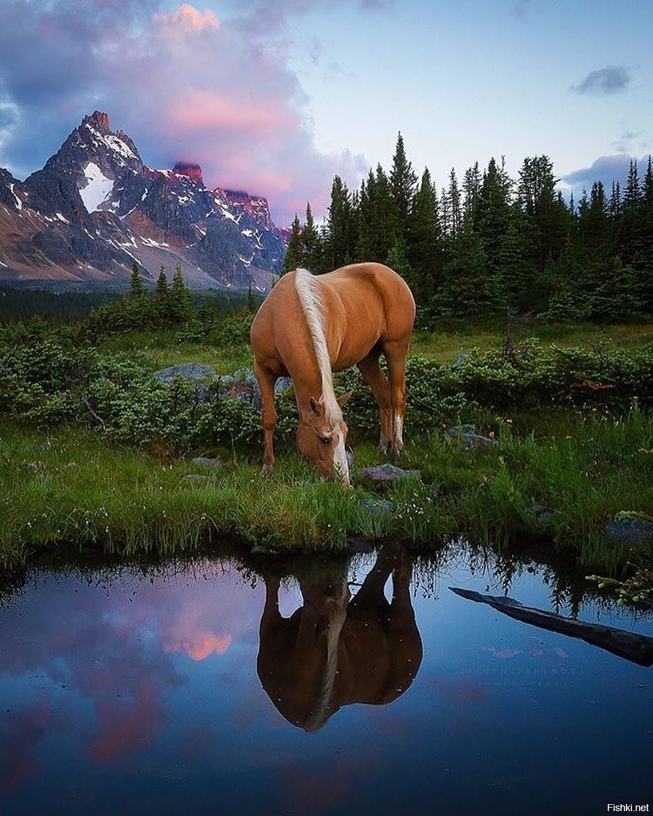 Лошади породы Шварцвальд