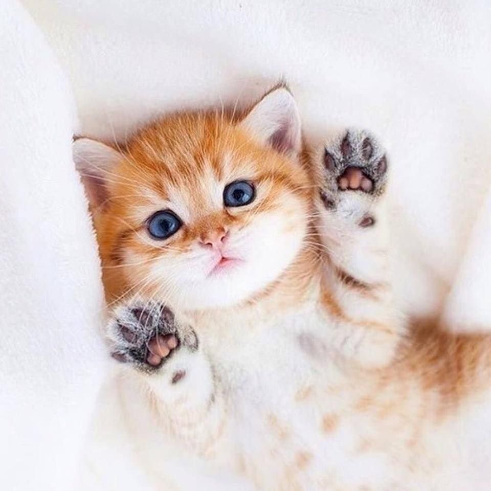 Котенок в чашке