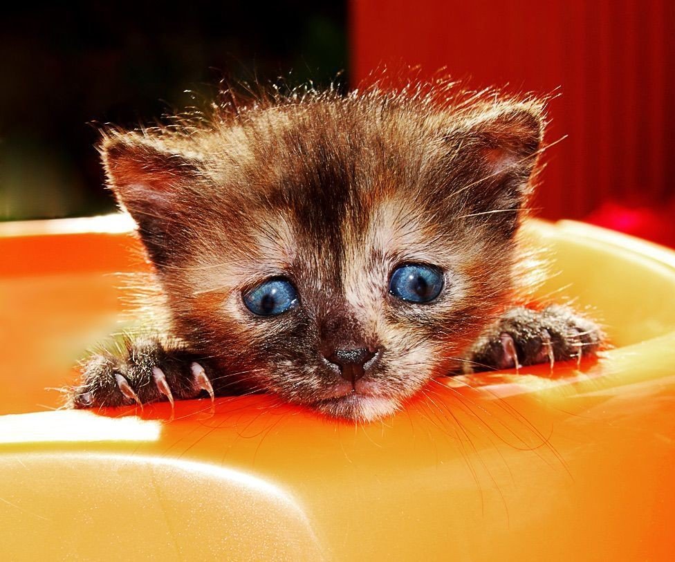 Милый котенок