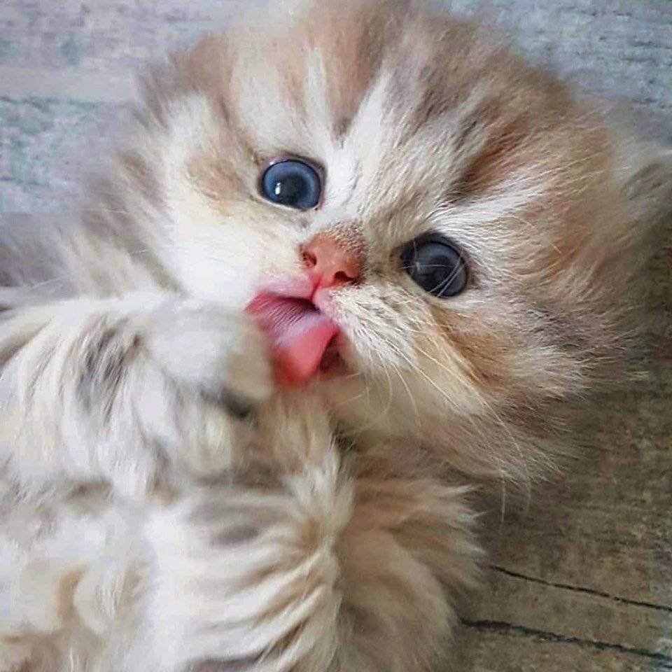 Смешные котята