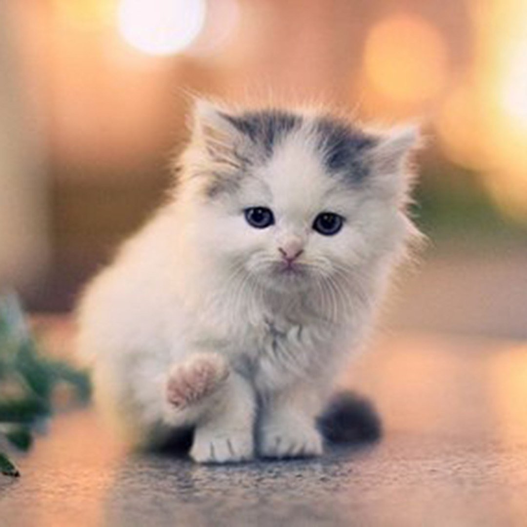 Милый котенок