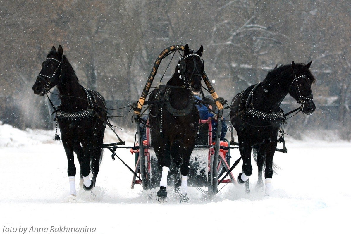 Тройка лошадей зимой