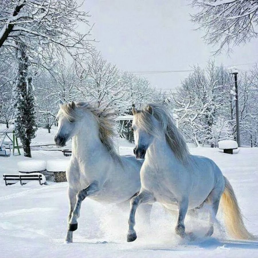 Тройка лошадей