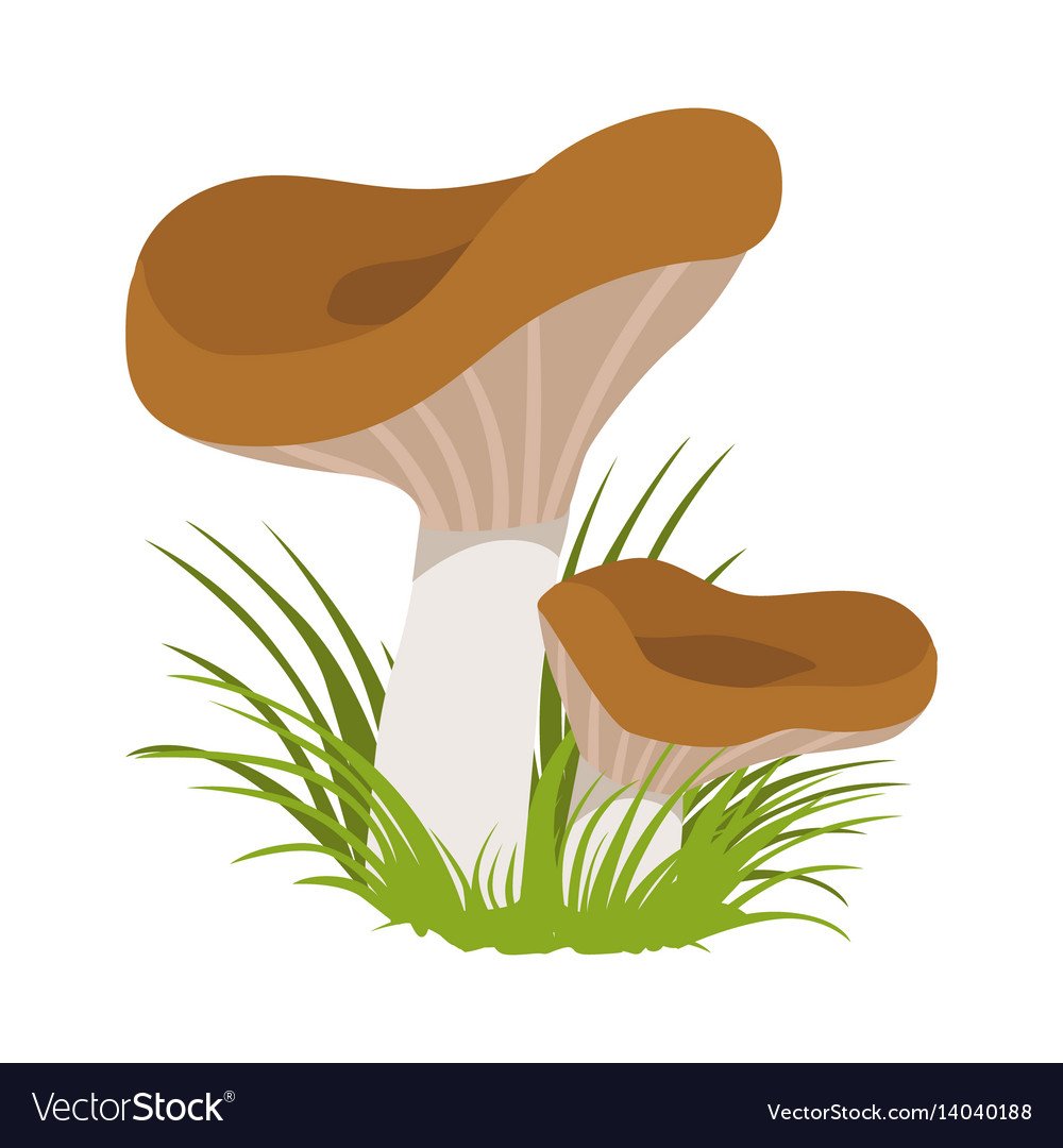 Гриб Рыжик на белом фоне