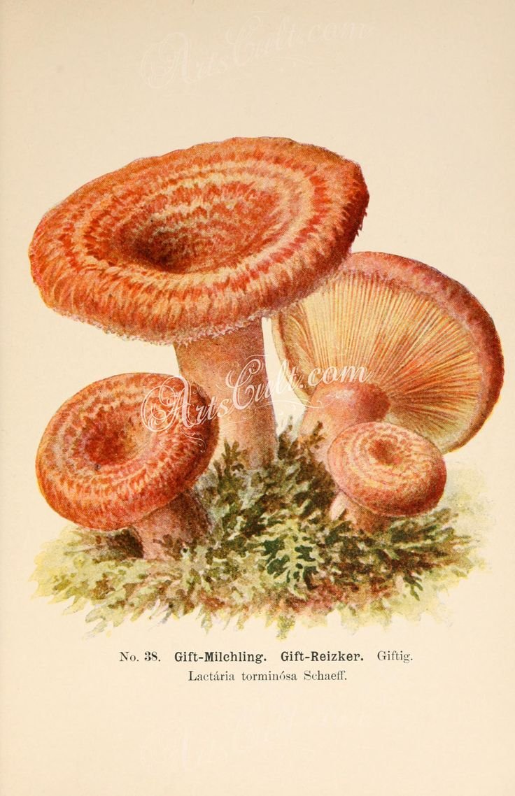 Волнушки грибы