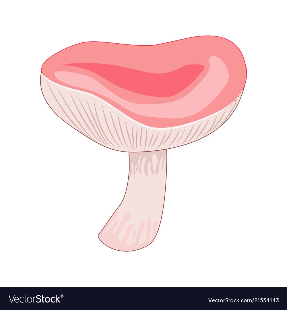 Гриб сыроежка на белом фоне