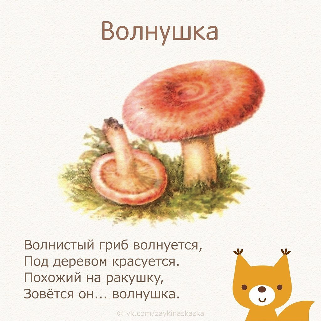 Рисунки грибов волнушка