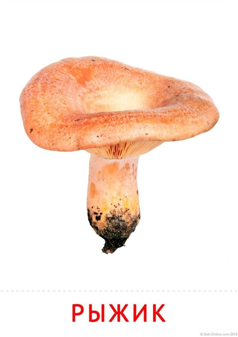 Гриб волнушка на белом фоне