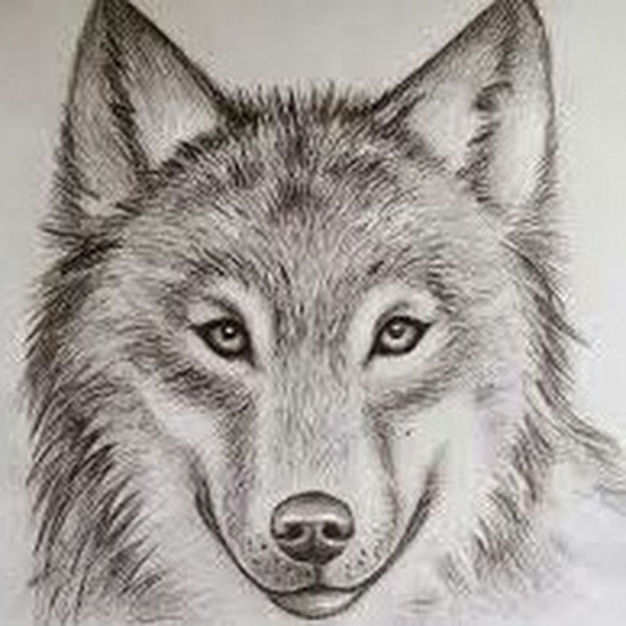 Рисунок волка для срисовки