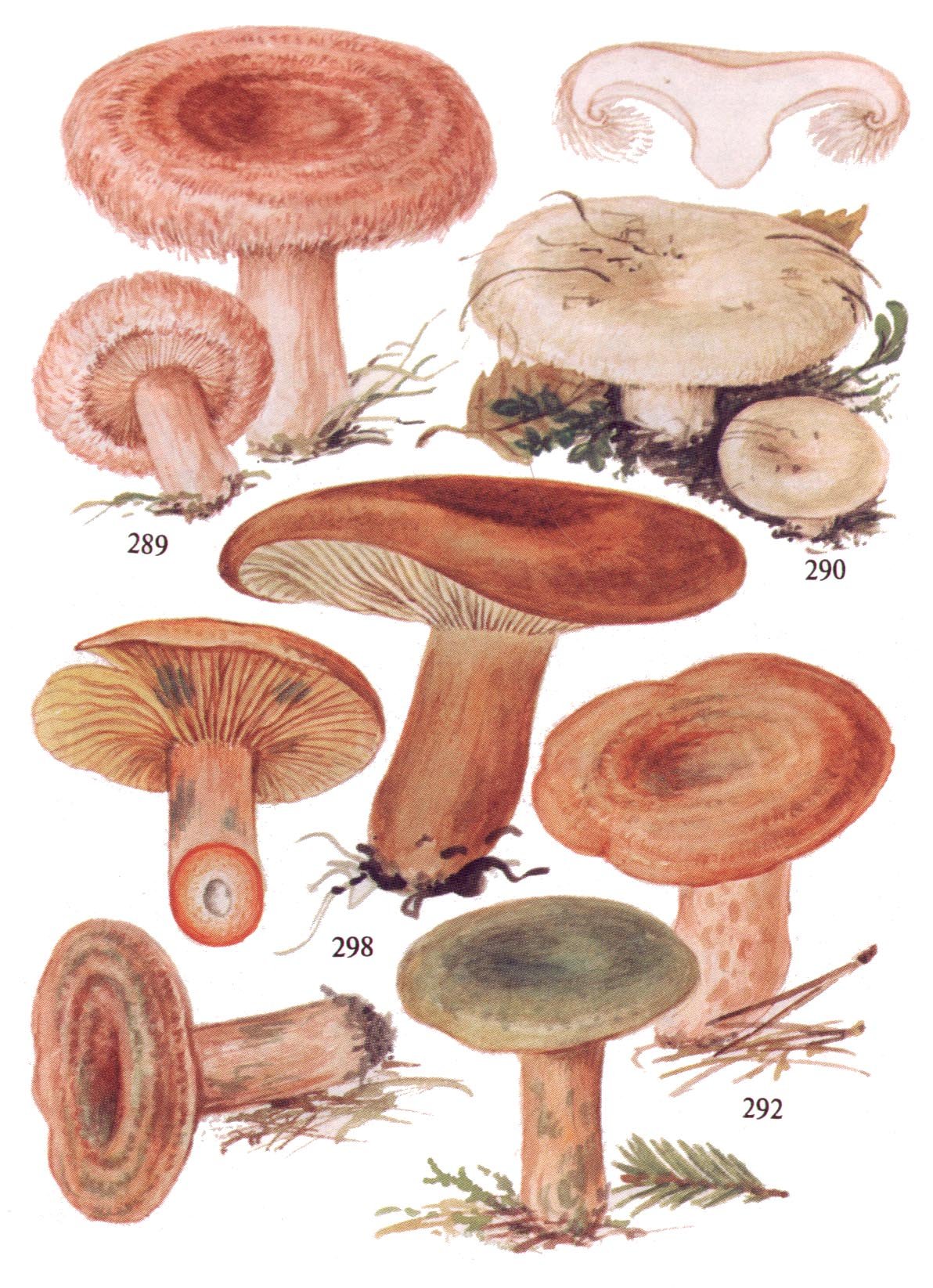 Грибы рыжики и волнушки