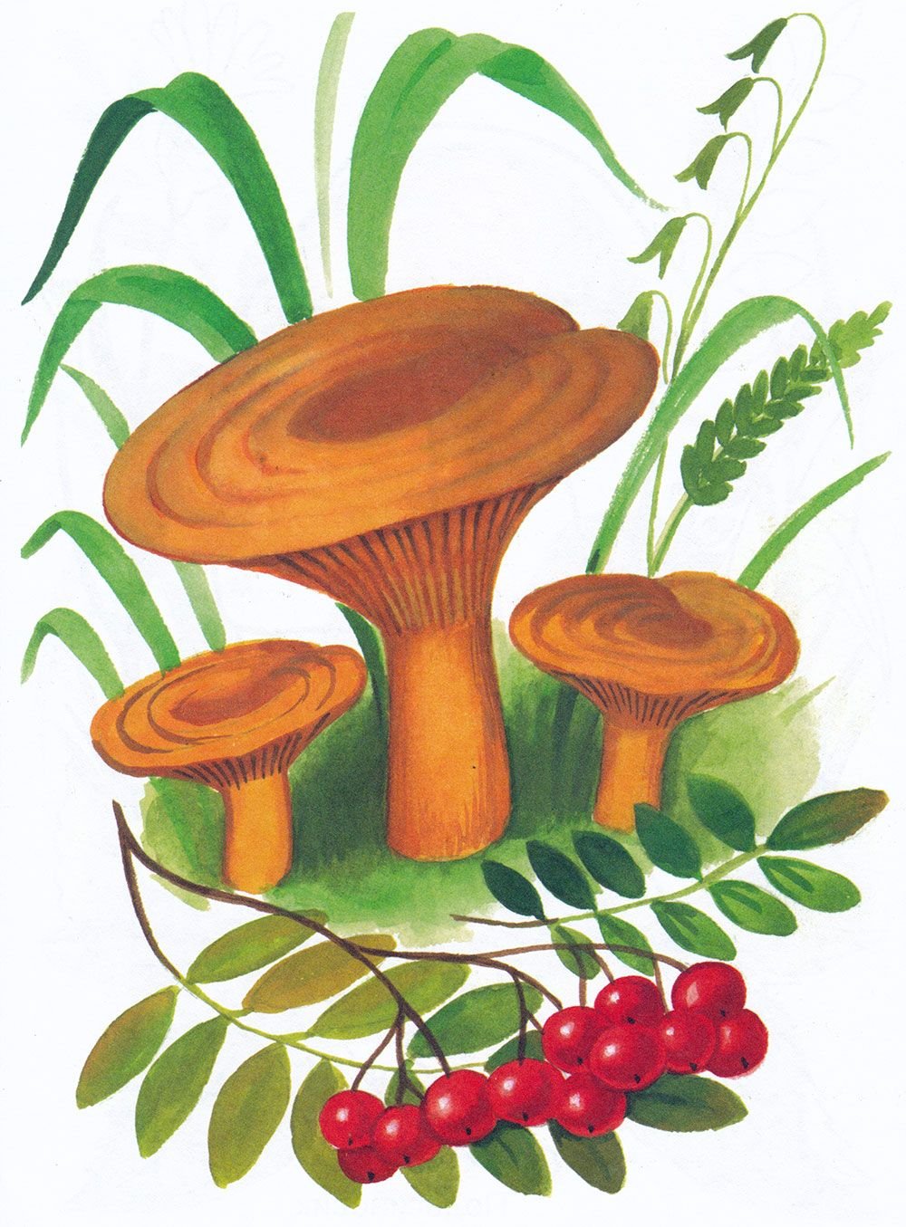 Рыжик для детей