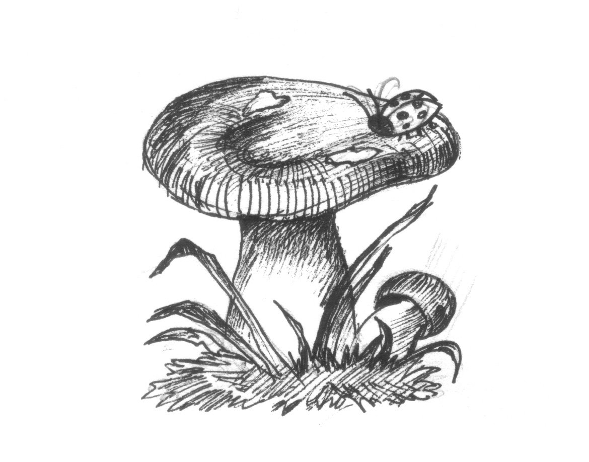 Волнушка белая рисунок