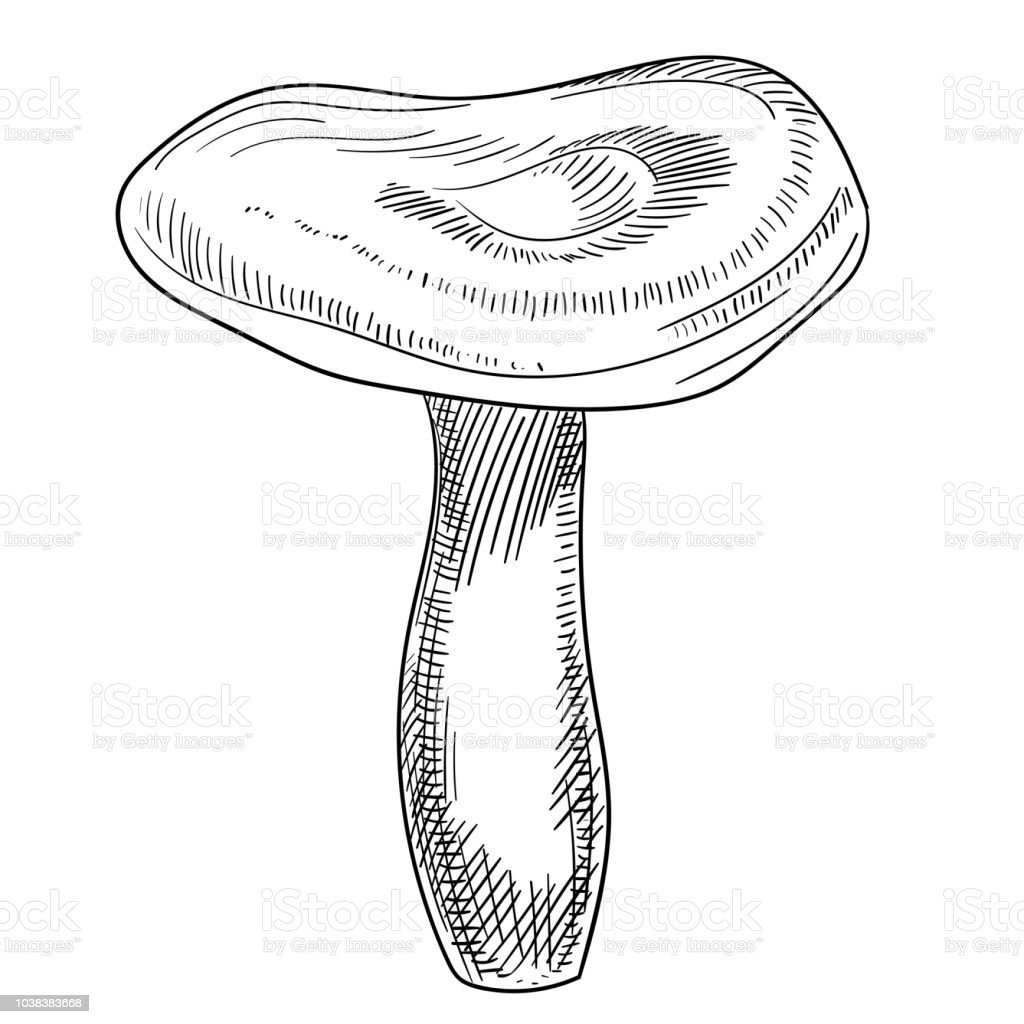 Гриб волнушка розовая