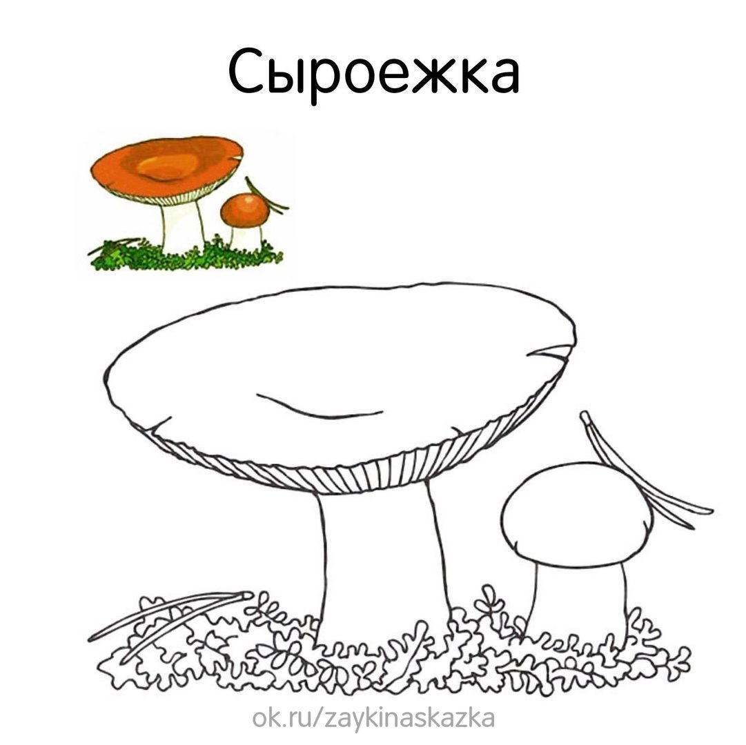 Рыжики грибы