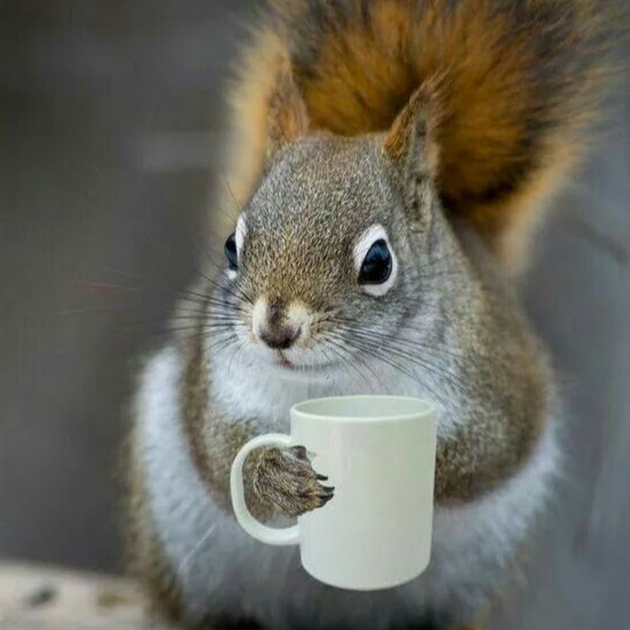 Эстетика собачек