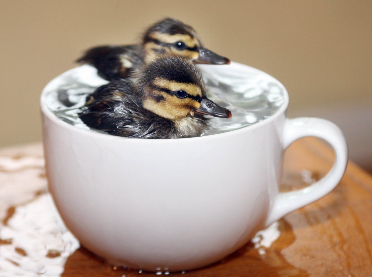 Доброе утро Зайка