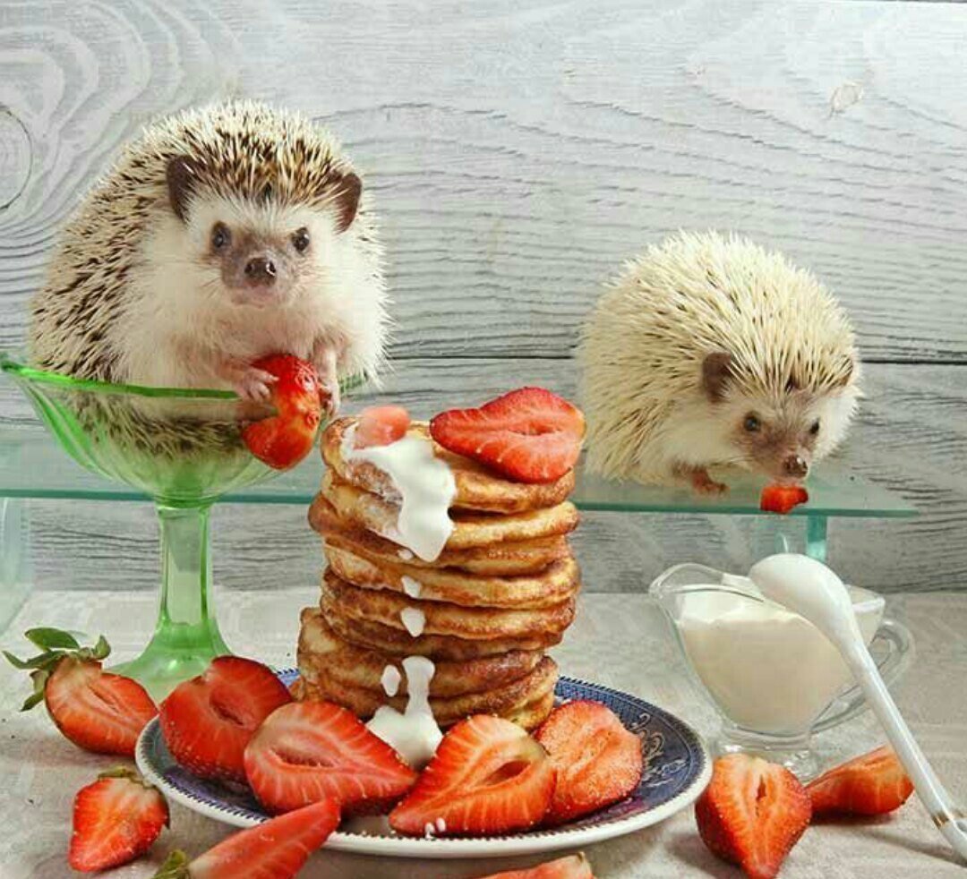 Доброе утро Жираф