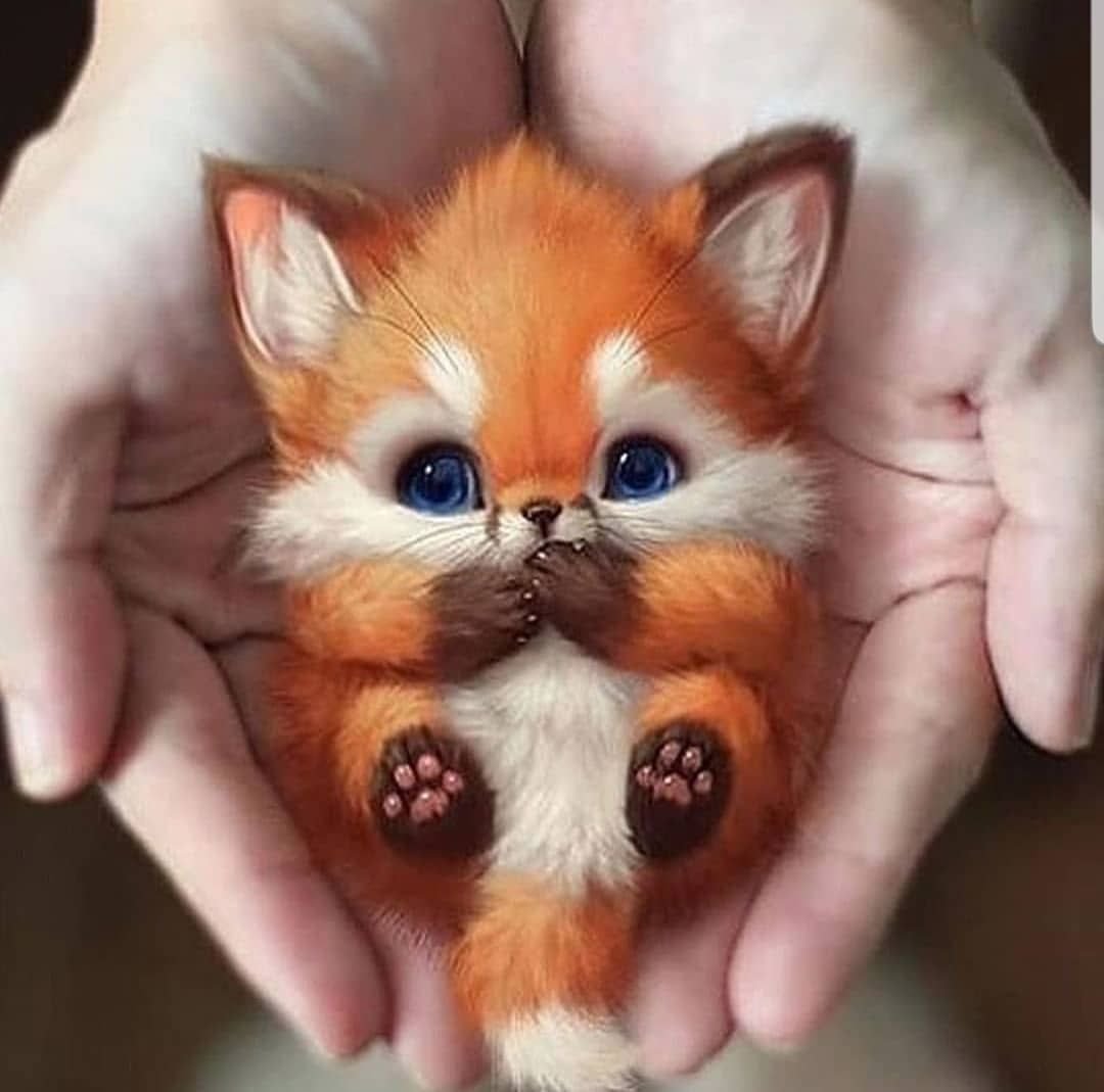 Добрые милые животные