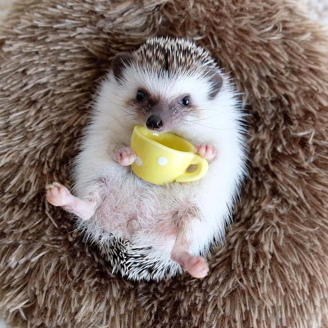 Померанский шпиц jiffpom белый