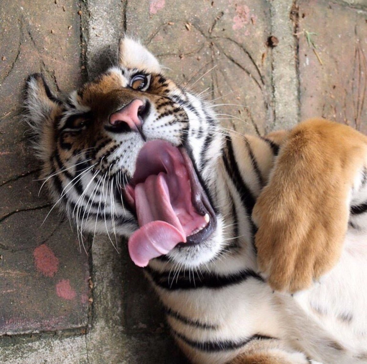 Доброе утро прикол