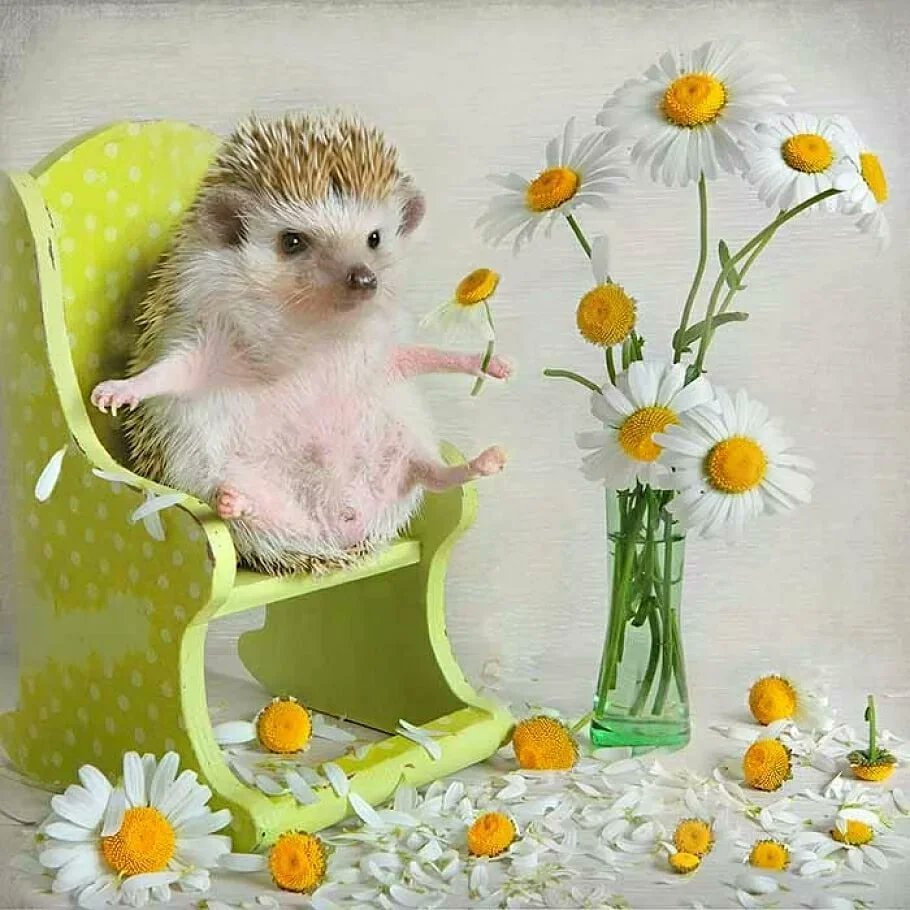 Милые животные