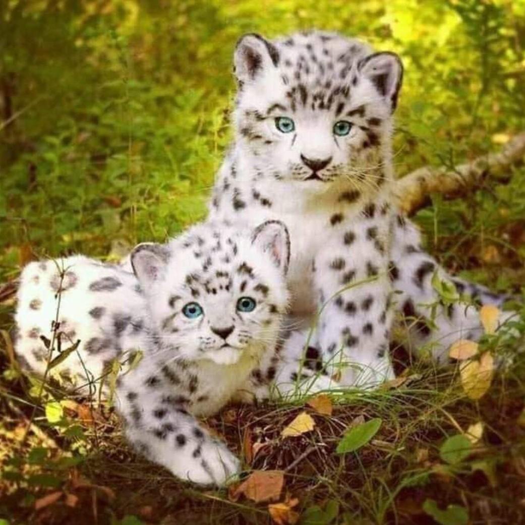 Леопард логотип