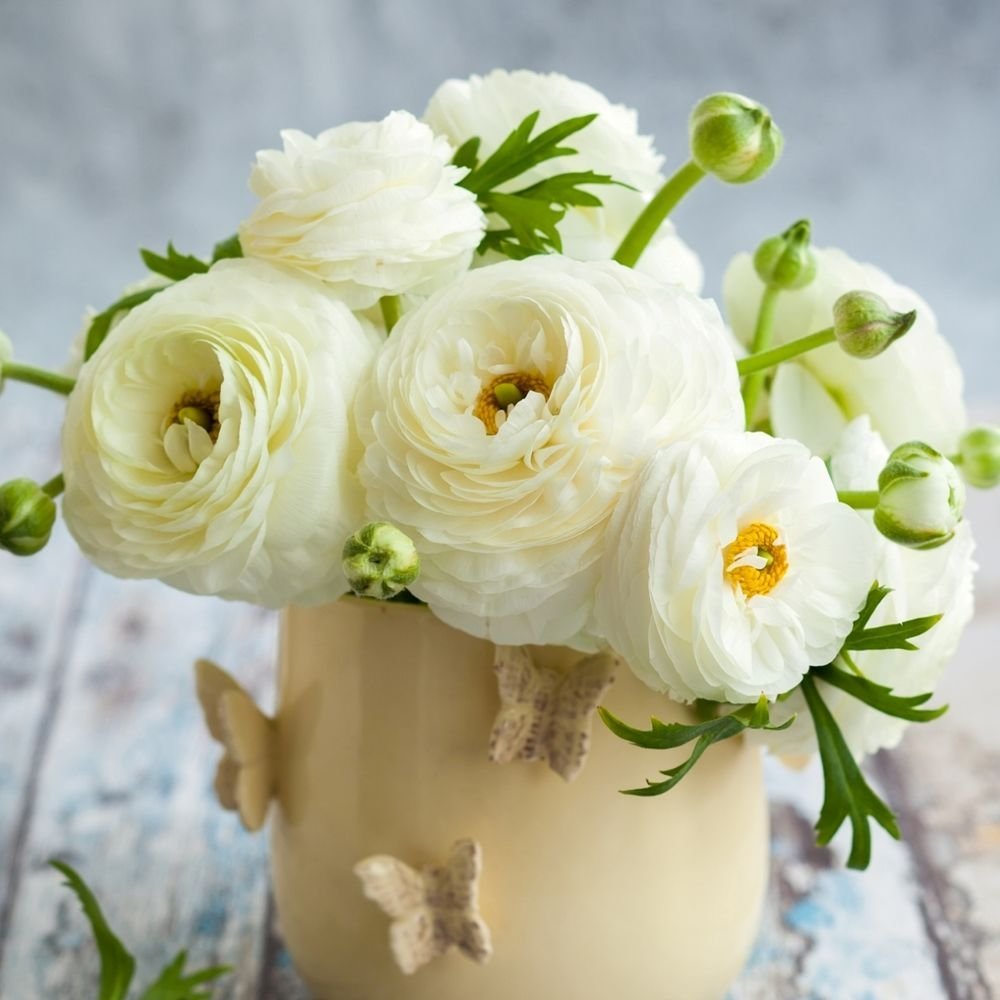 Ранункулюс Прованс