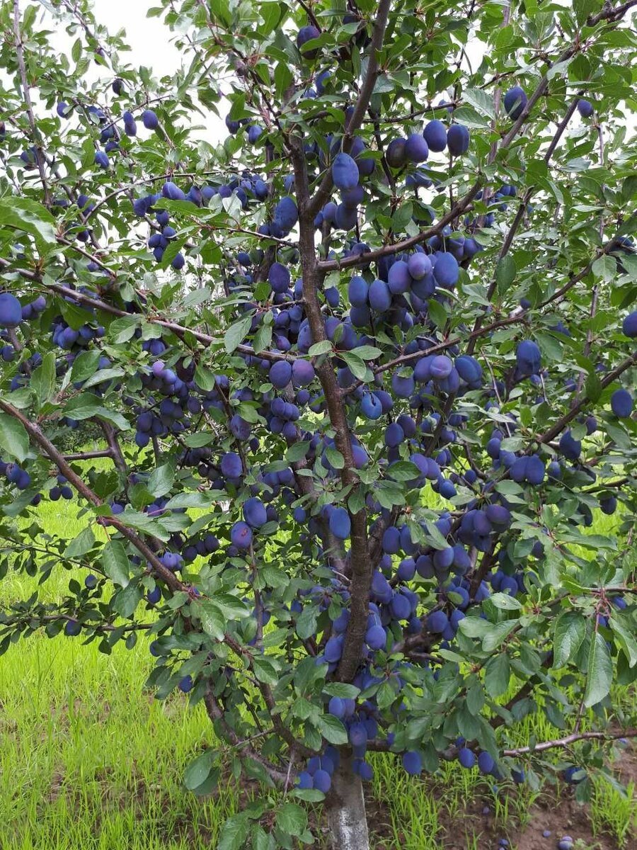 Слива Богатырская дерево