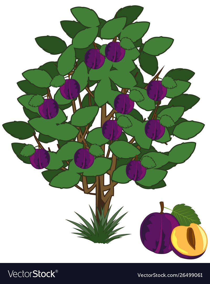 Слива дерево для дошкольников