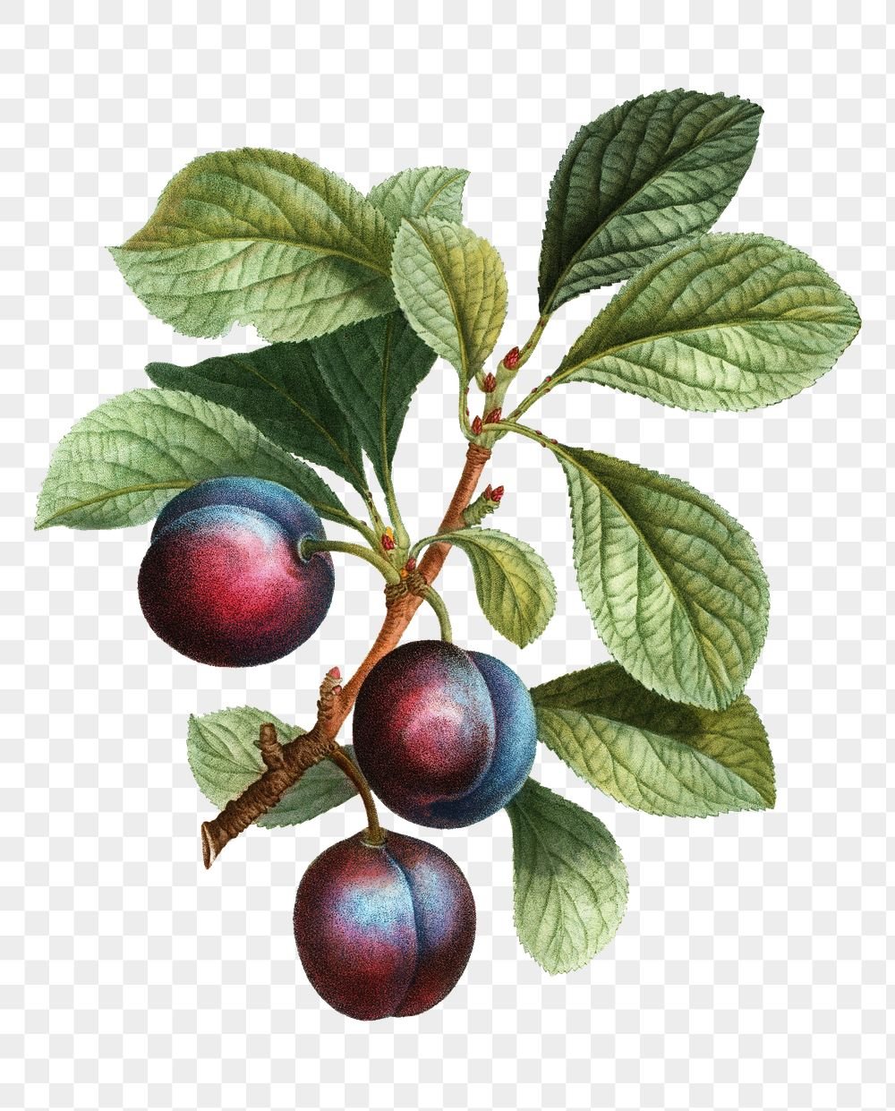Слива Ботаническая иллюстрация