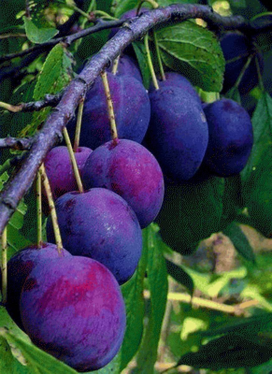 Слива Болховчанка опылители