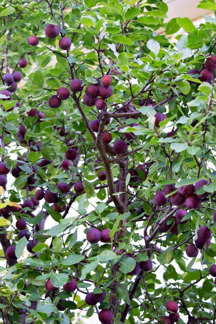 Карликовые сливовые деревья Анжелина