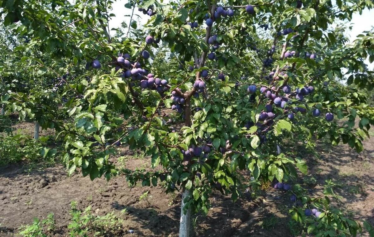 Слива Стенли дерево