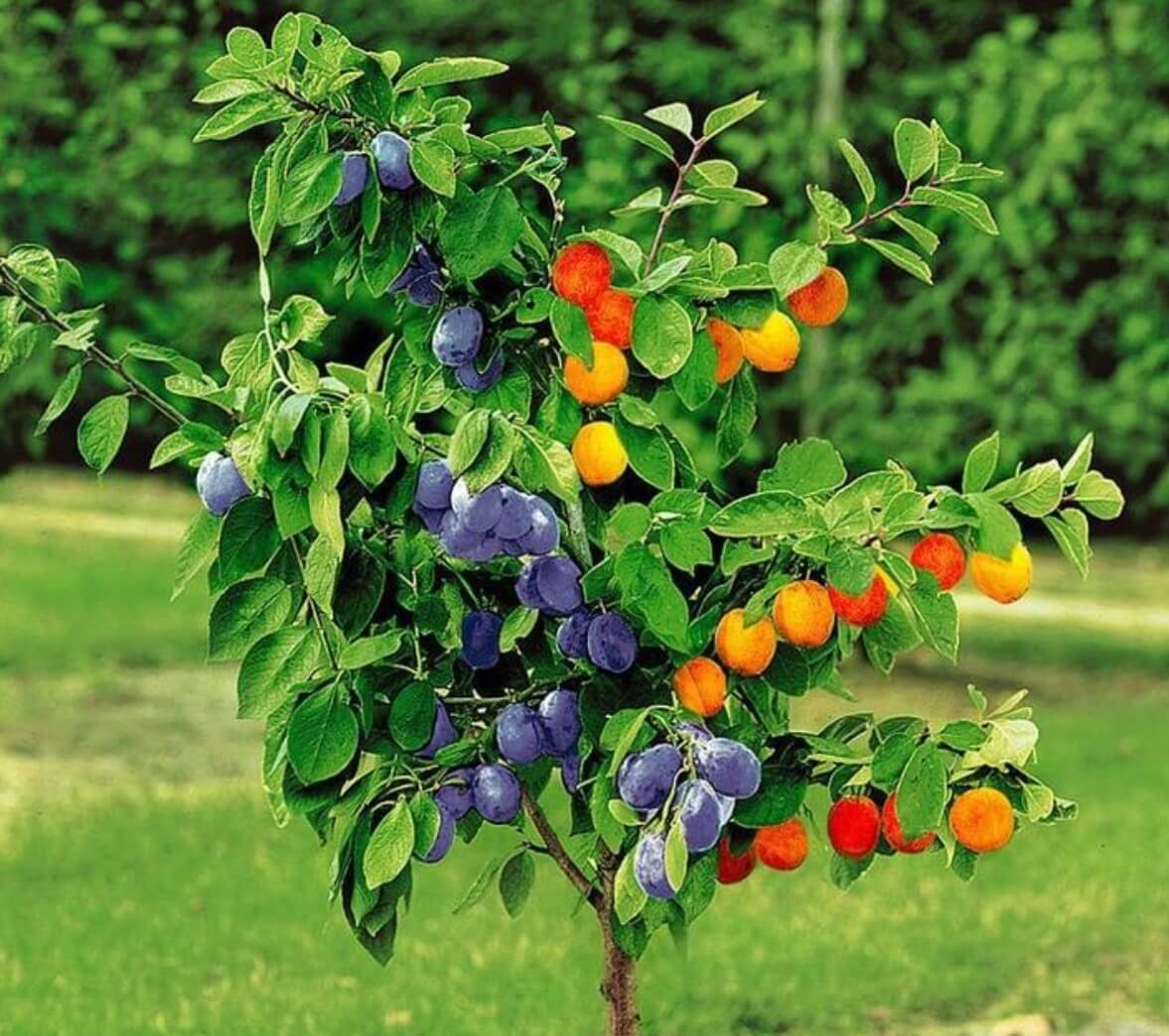 Привитые многосортовые плодовые деревья