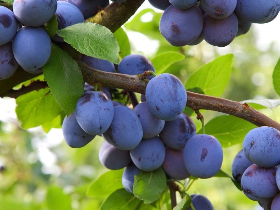 Терн алыча слива