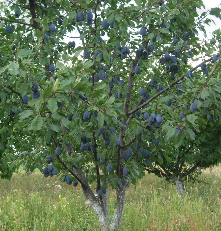 Саженцы Анна Шпет