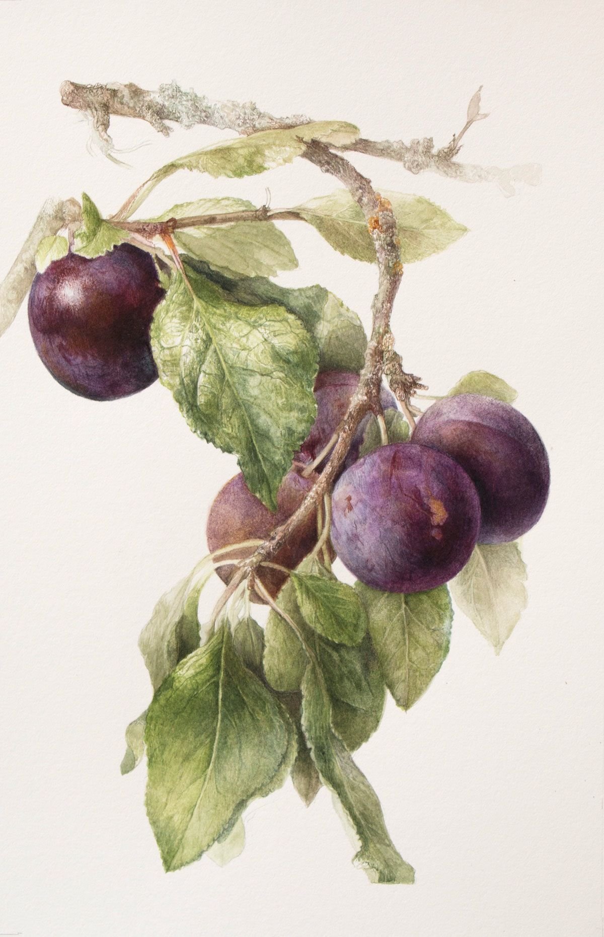 Ботанические иллюстрации Elaine Searle