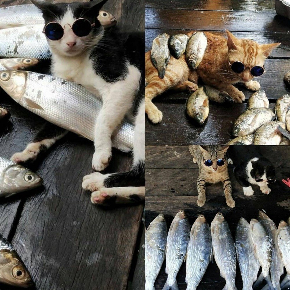 Карась прикольный