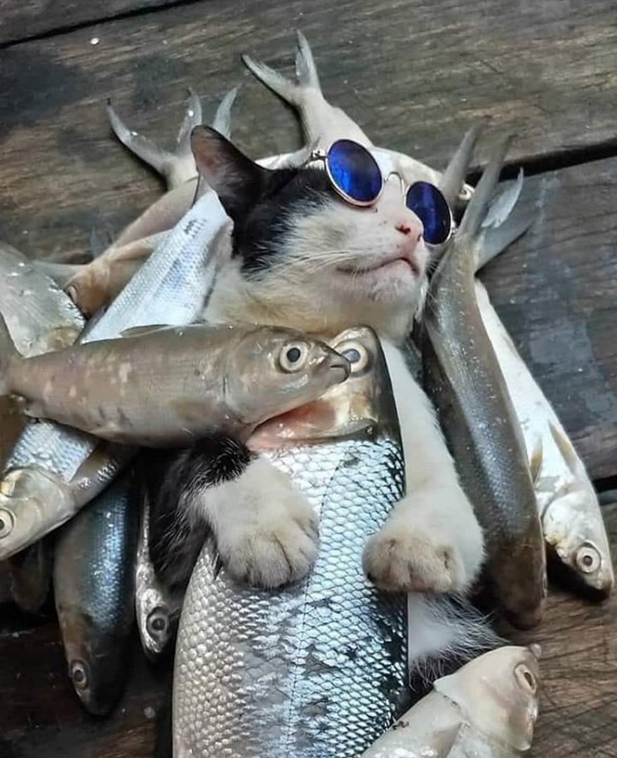 Рыбный день картинки прикольные