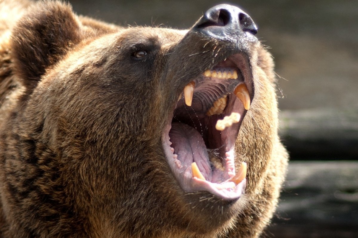 Бурый медведь нападение Гризли