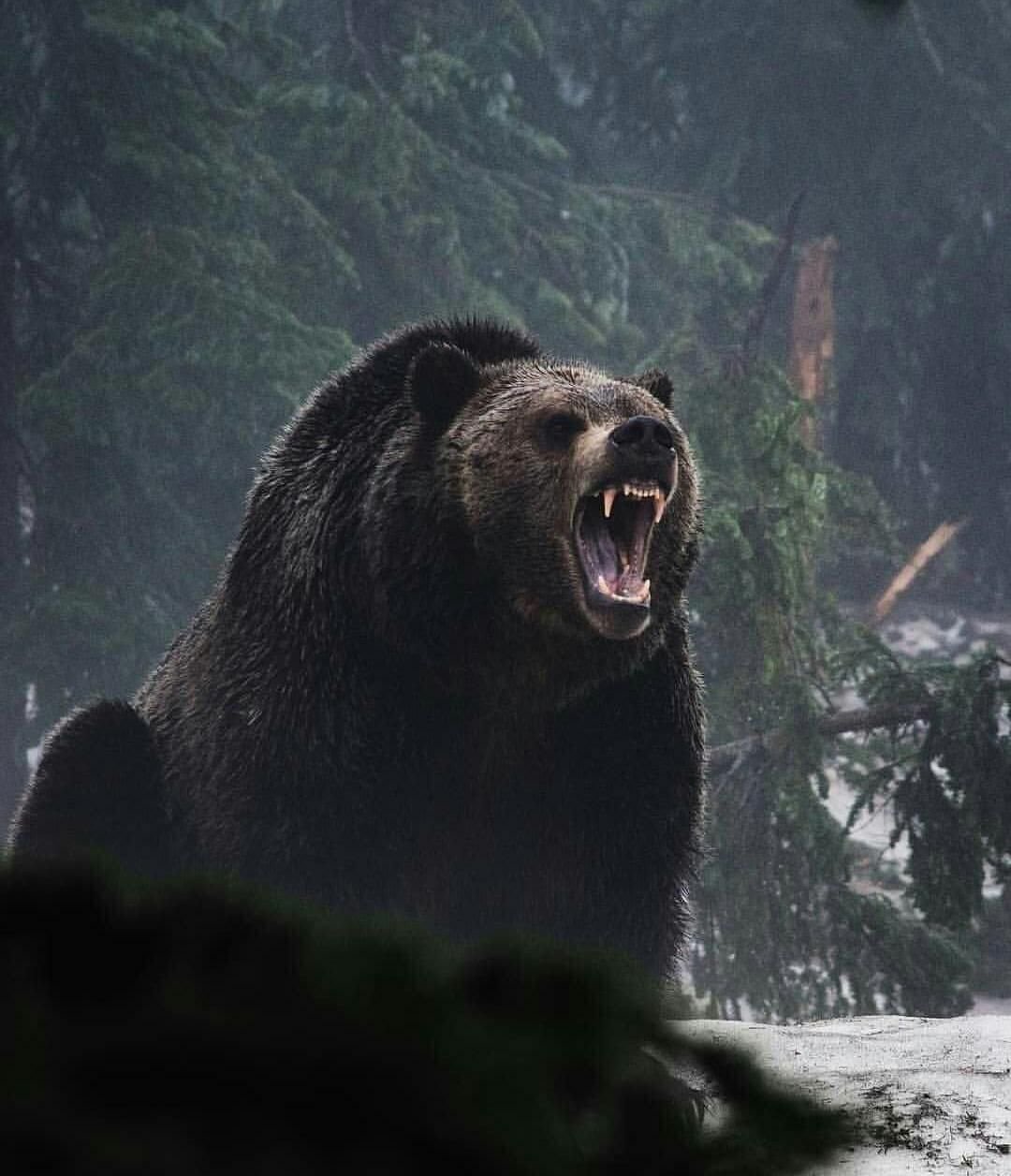 Медведь Гризли нападение